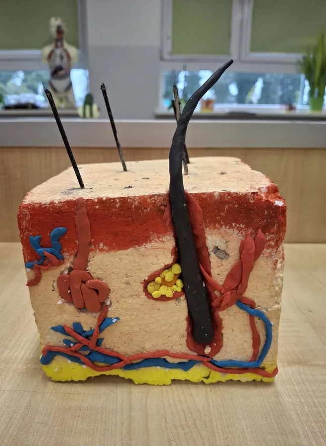 Modelowanie w biologii - skóra w klasie 7