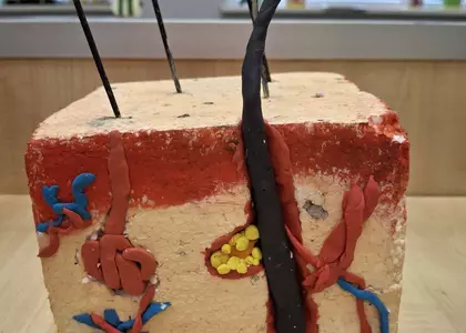 Modelowanie w biologii - skóra w klasie 7